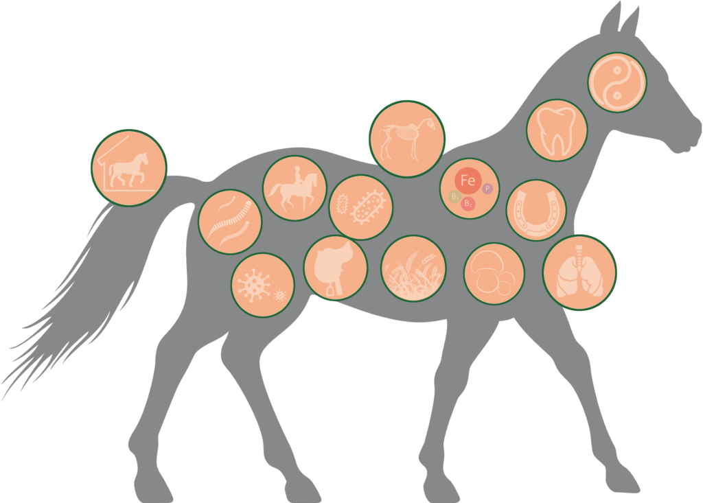 ekvedo Grafik Ausbildungsthemen