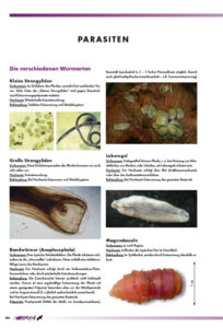 Parasiten