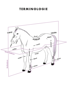 Anatomie