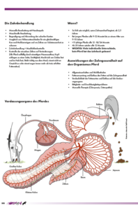 Zahngesundheit und Verdauungsssystem